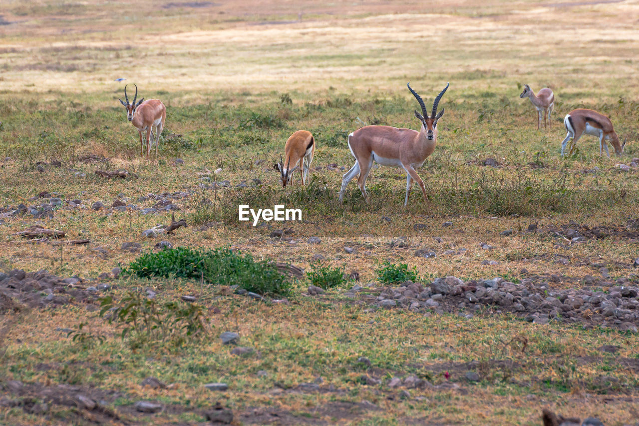 Thompson's gazelle in the grassland of the ngorongoro . safari concept. tanzania. africa
