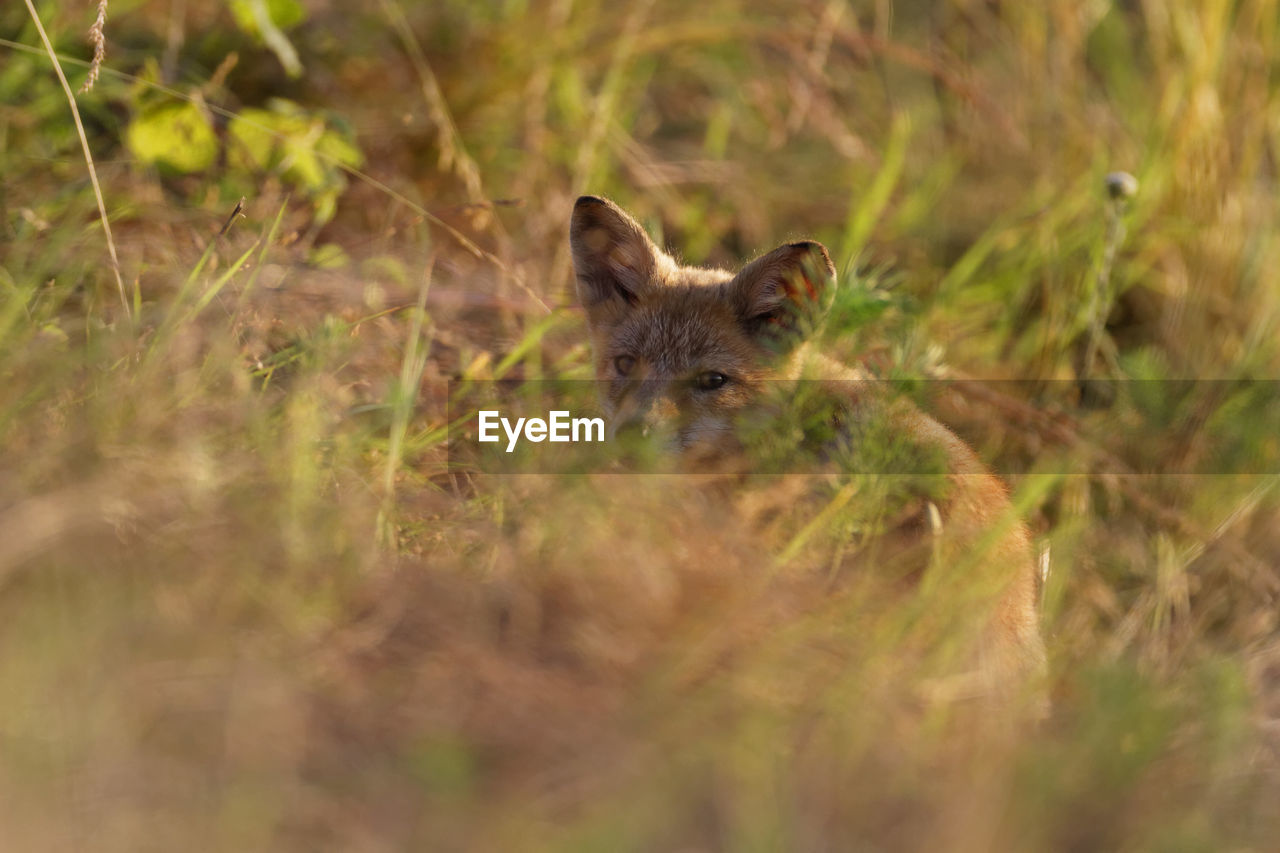 Red fox pup from kopacki rit, croatia