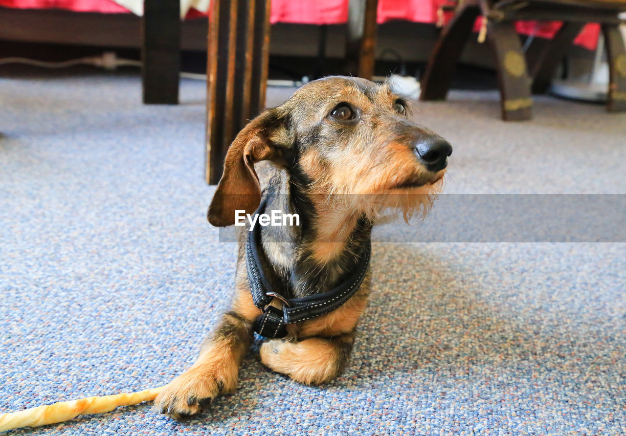 Dog looking away and laying on the floor 