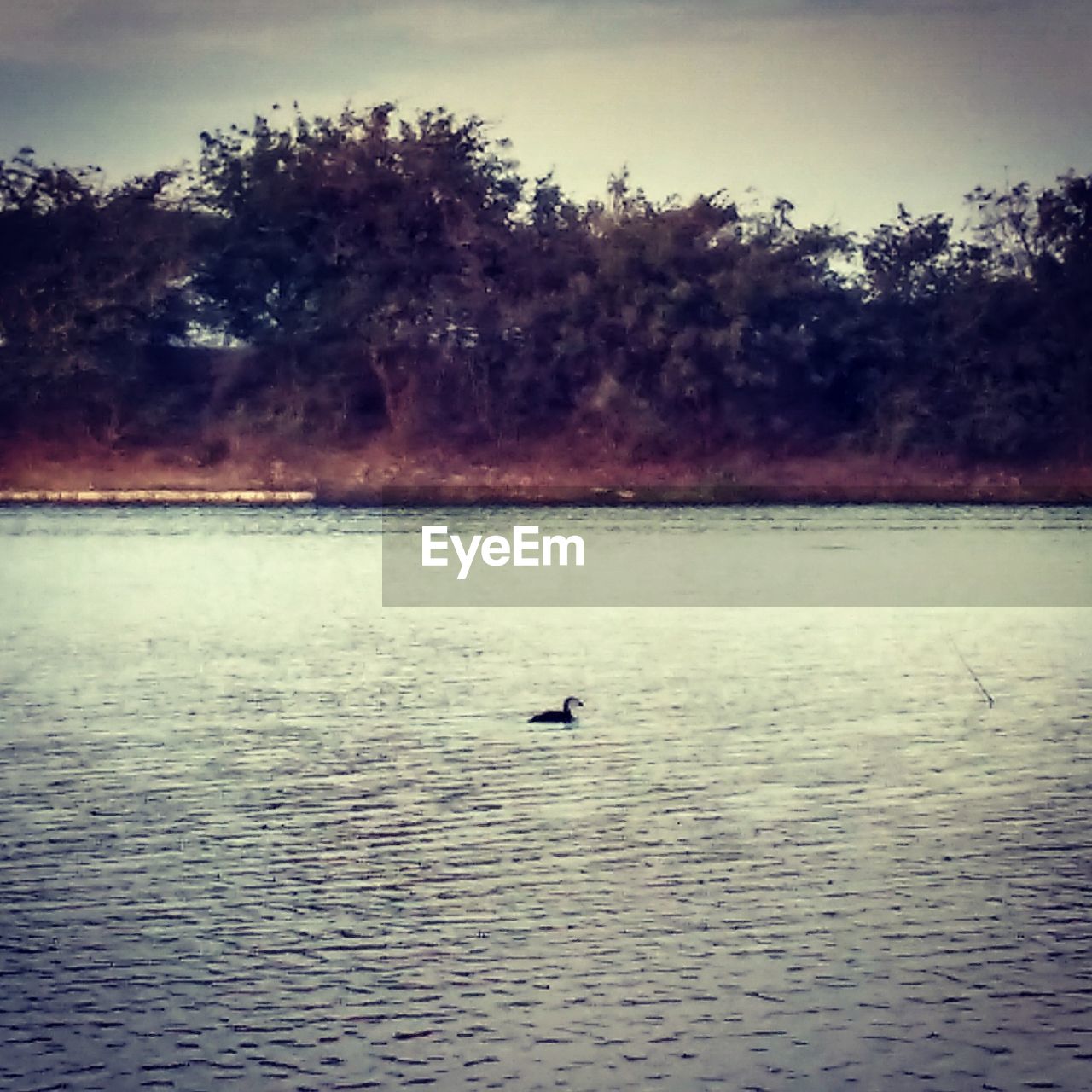 SWAN SWIMMING ON LAKE