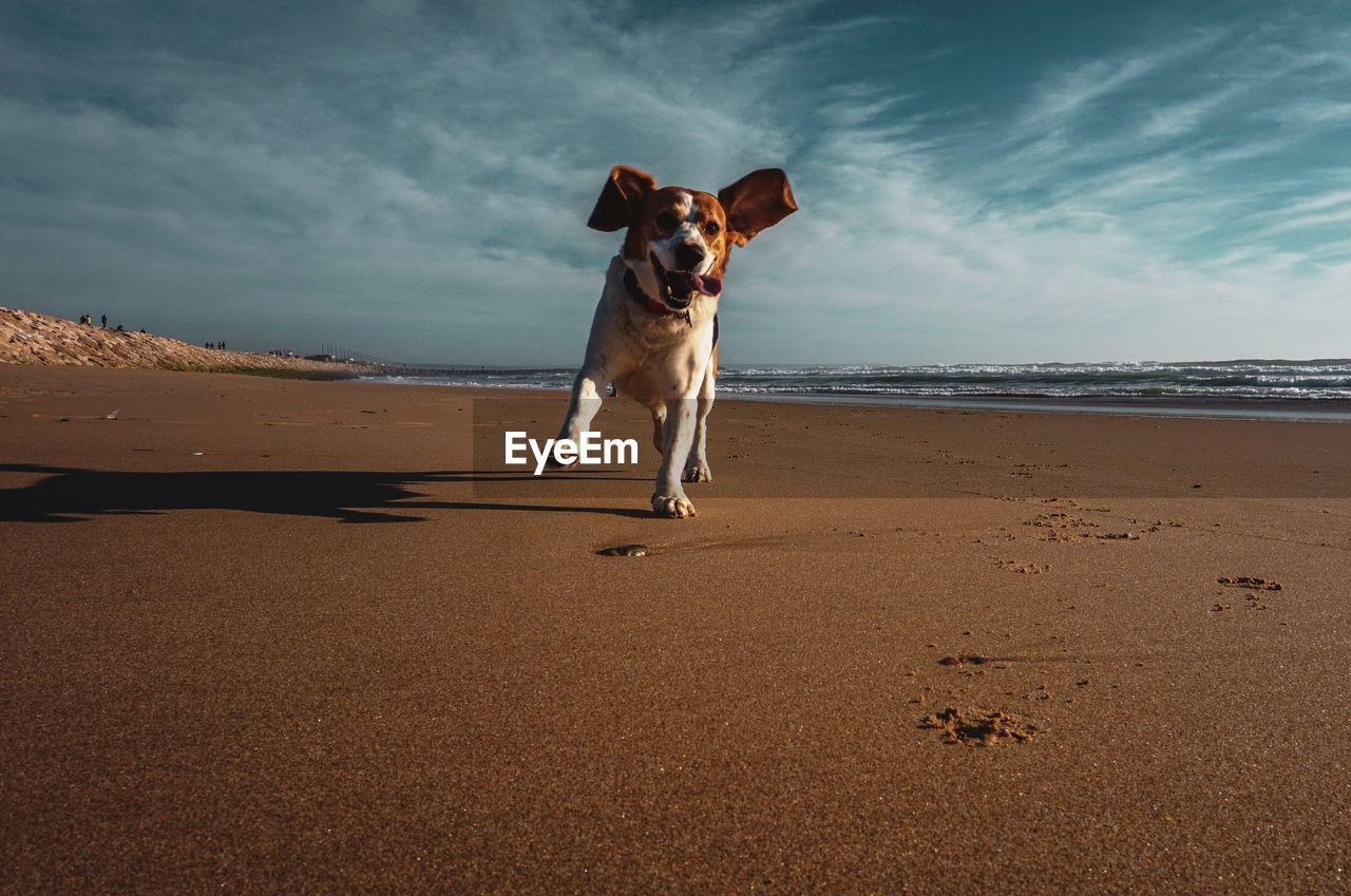 Dog running at beach