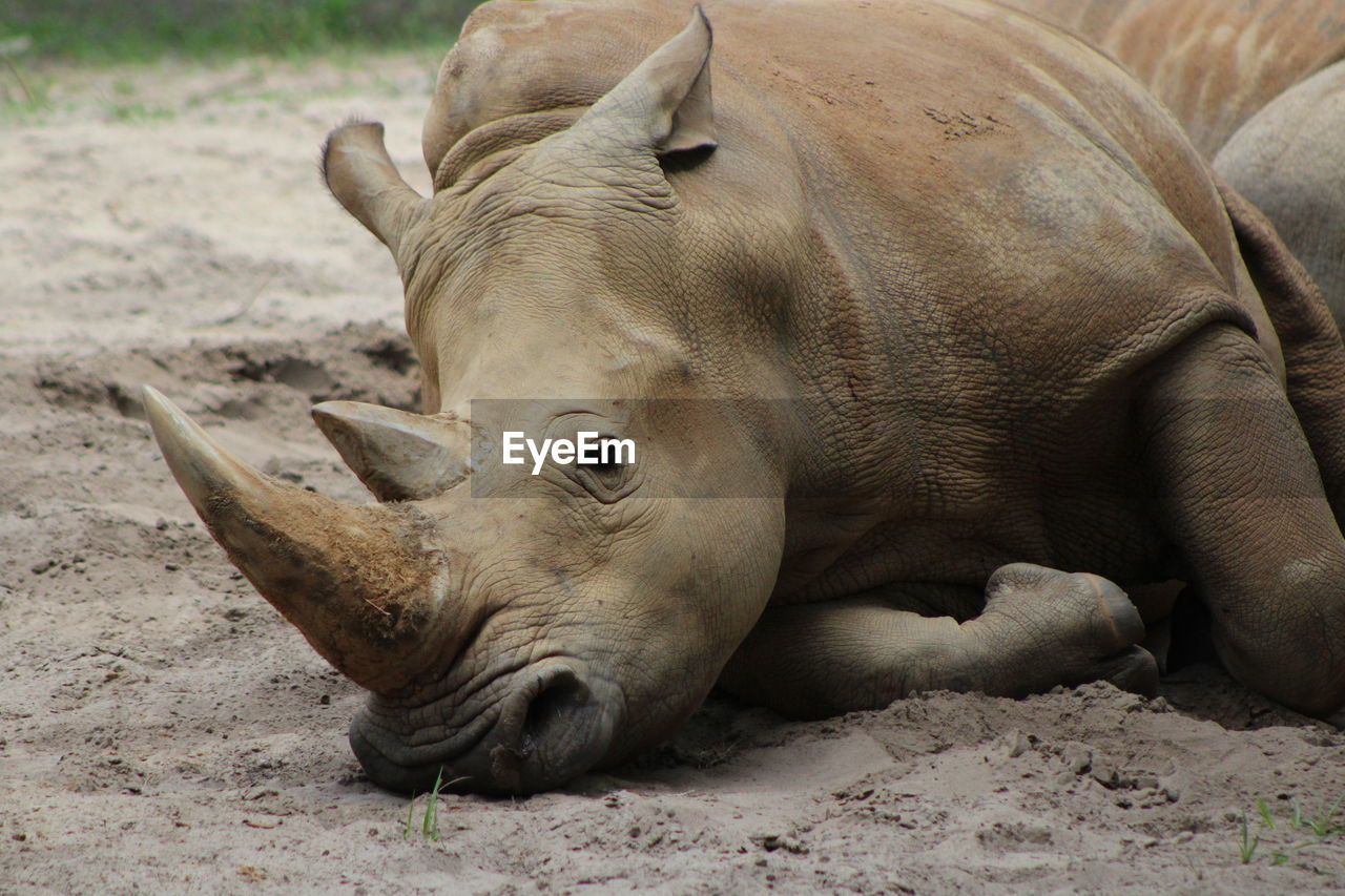 View of rhinoceros resting on field