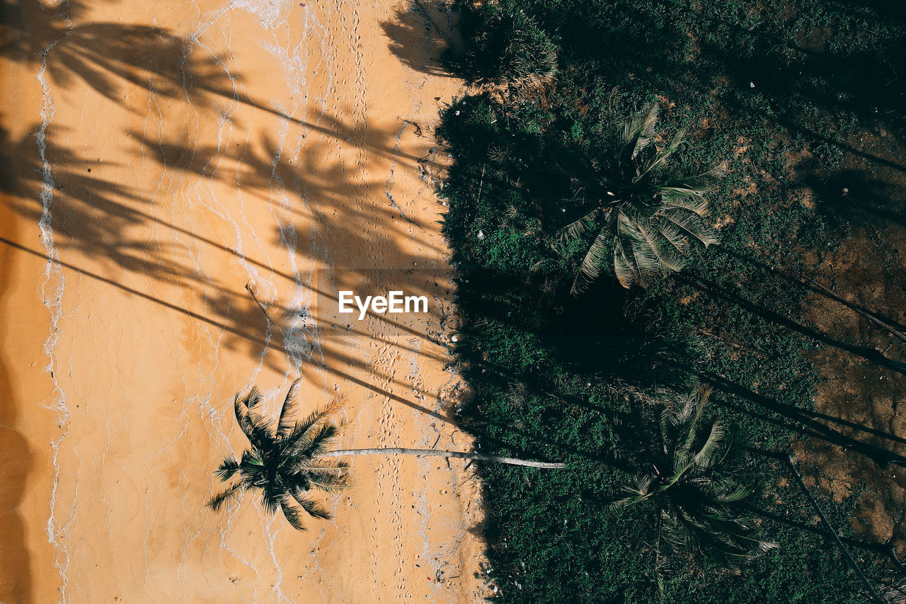 High angle view of palm tree