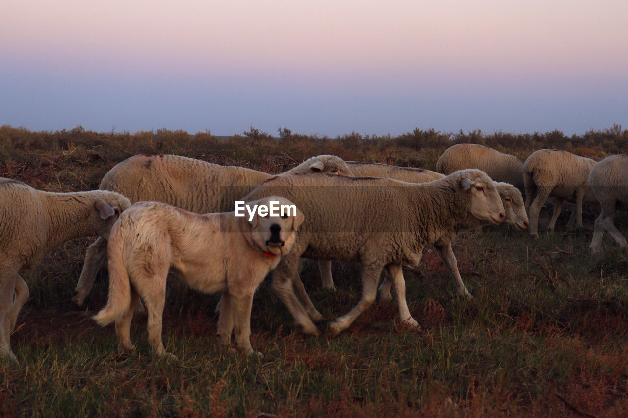 A sheep dog guides a herd of sheep through fields.