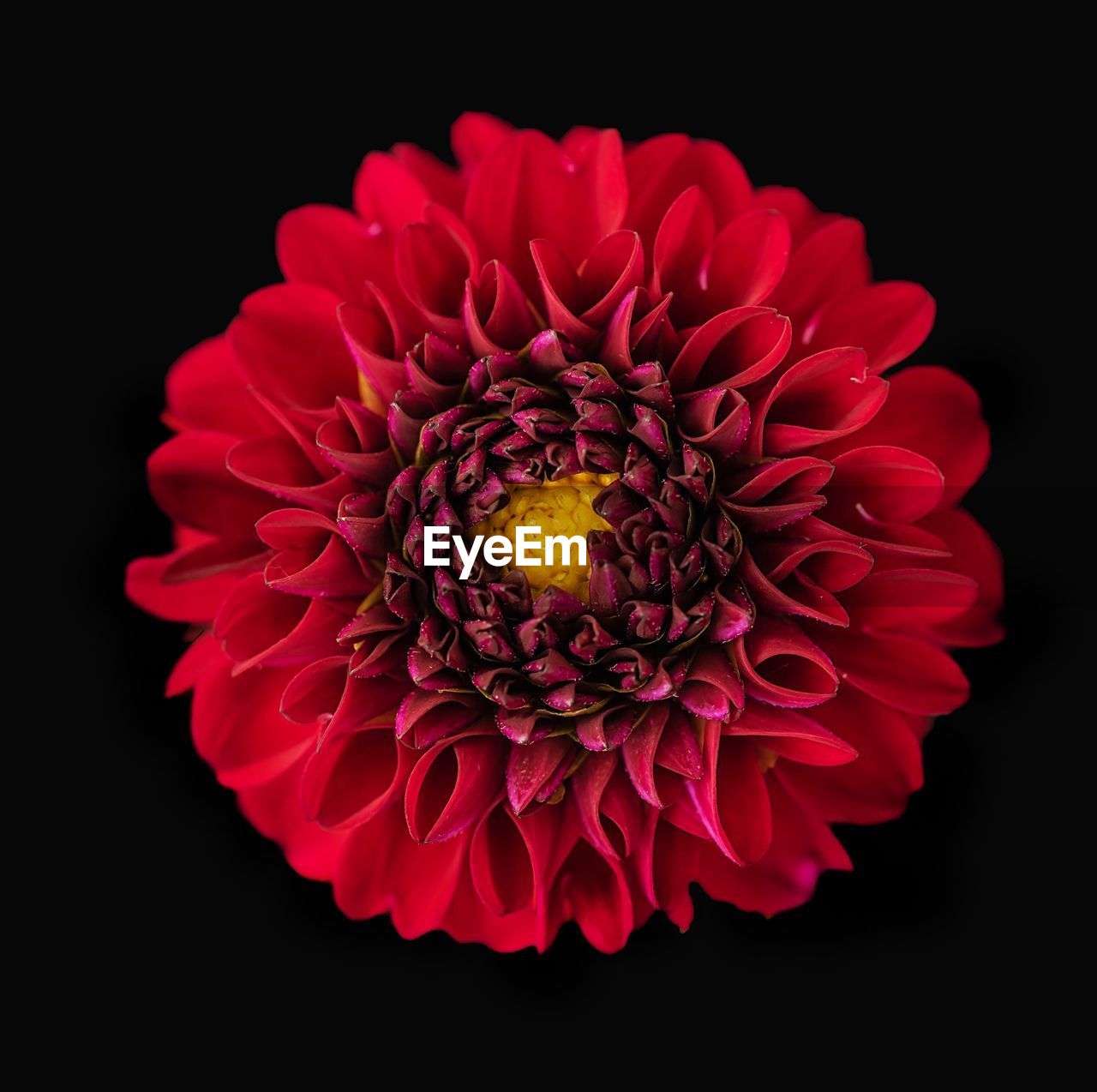 Close-up of red dahlia flower against black background