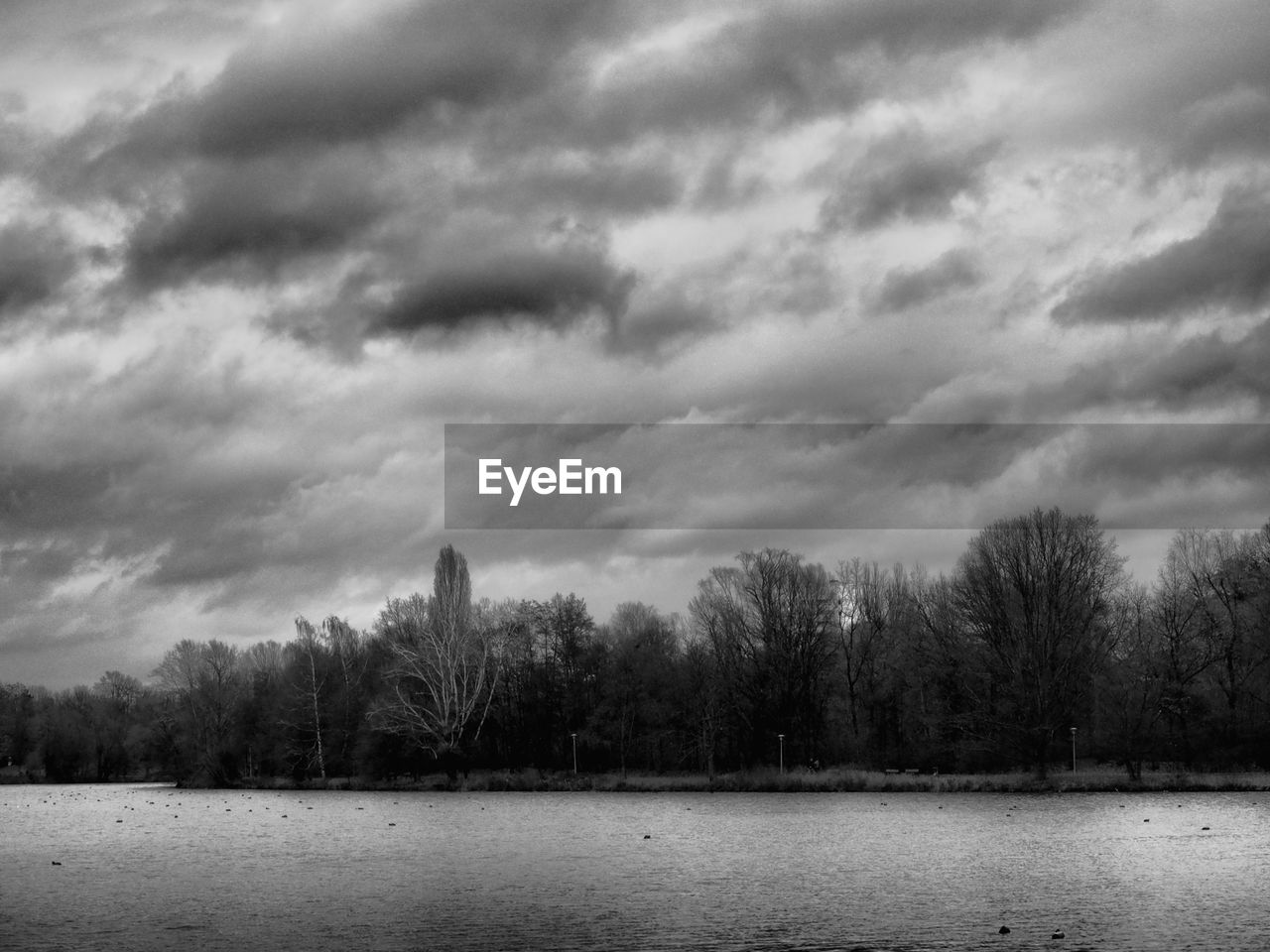 TREES BY LAKE AGAINST SKY