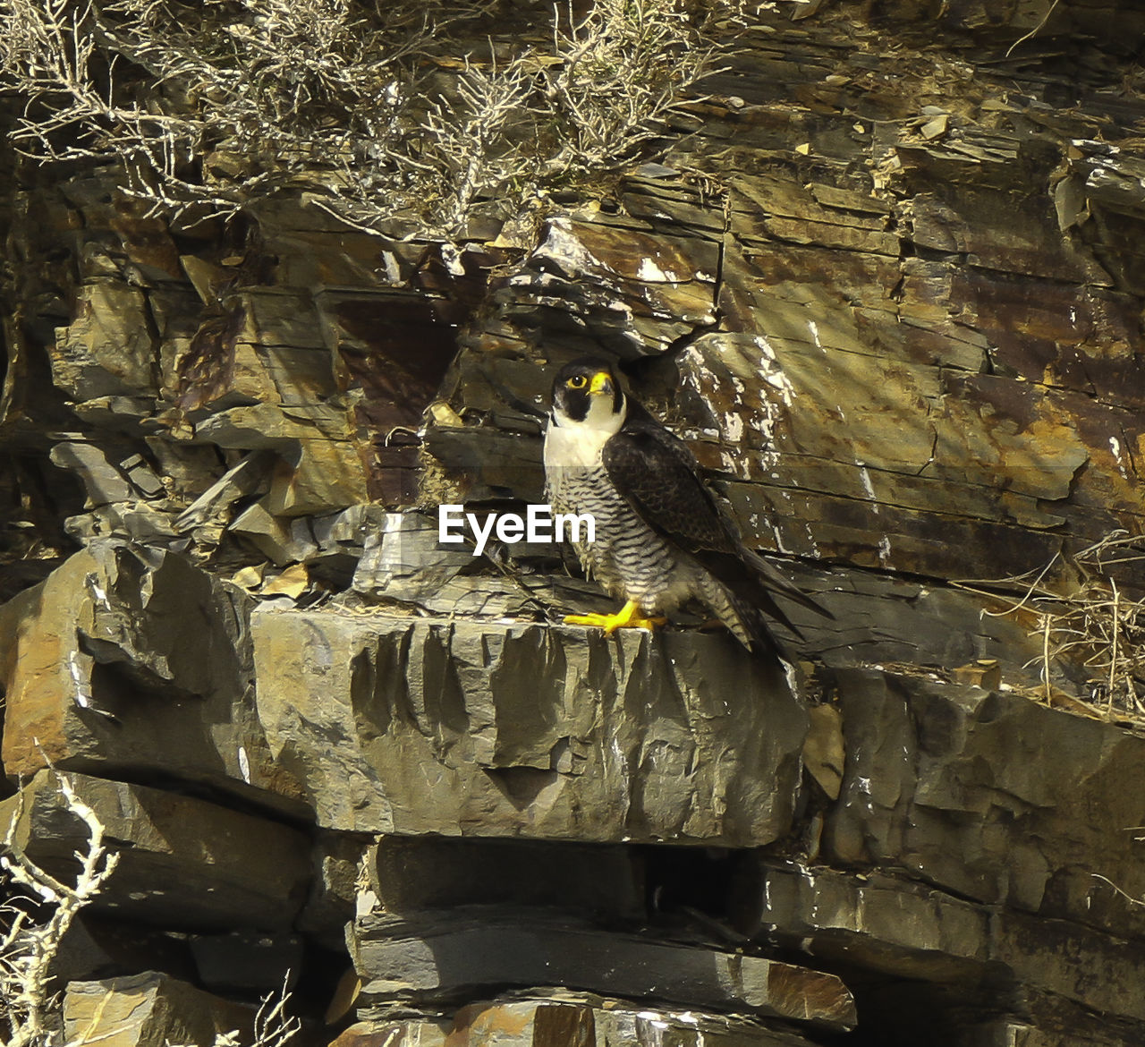 CLOSE-UP OF BIRD PERCHING ON BRANCH