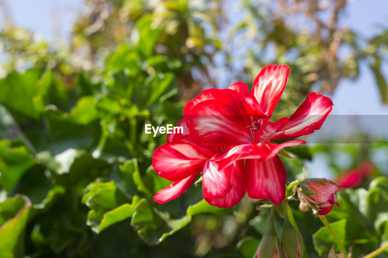 Close-up of red flower blooming outdoors