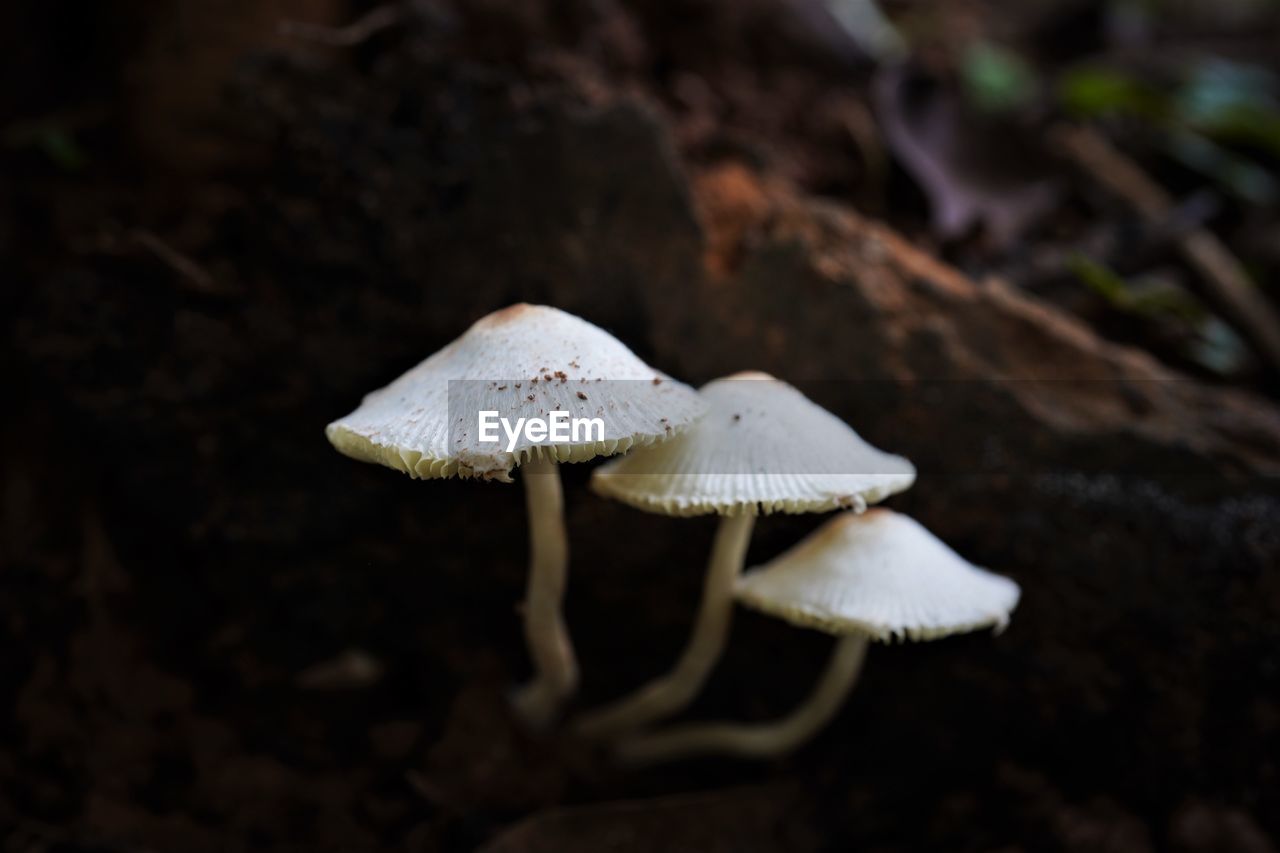 Close-up of mushroom growing in nature