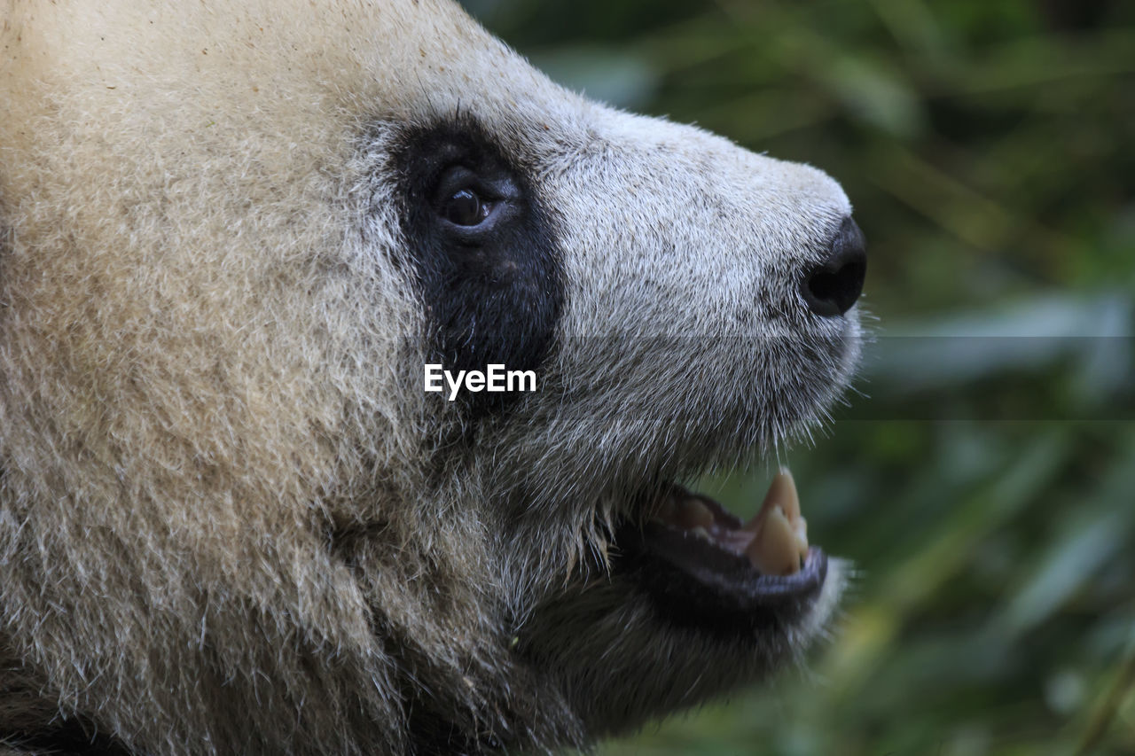 Close up of a giant panda ailuropoda melanoleuca in chengdu - sichuan, china