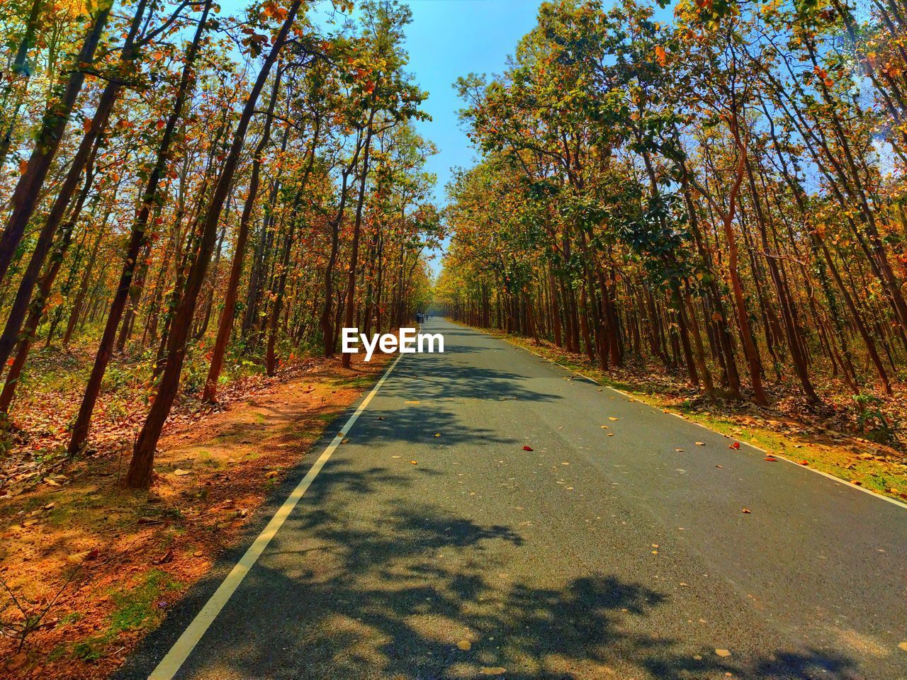 tree, plant, the way forward, road, leaf, autumn, nature, diminishing perspective, transportation, beauty in nature, land, tranquility, sunlight, forest, no people, tranquil scene, vanishing point, day, scenics - nature, growth, non-urban scene, landscape, sky, outdoors, natural environment, woodland, environment, footpath, morning, idyllic, tree trunk, empty road, trunk, shadow, plant part, remote, country road, green