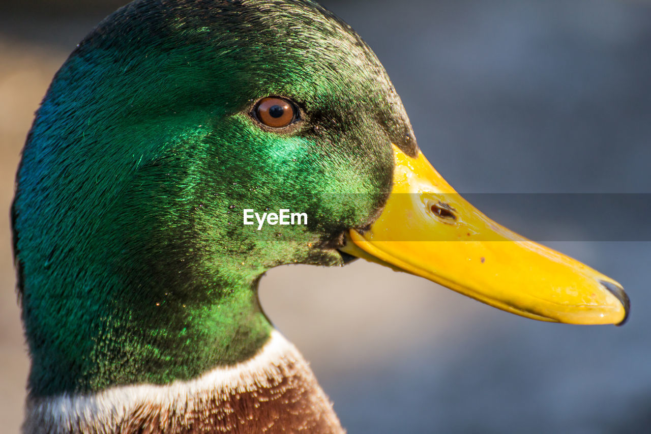 Male mallard or wild duck, anas platyrhynchos. close-up
