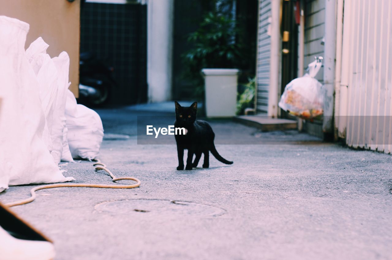 Cat on street amidst houses