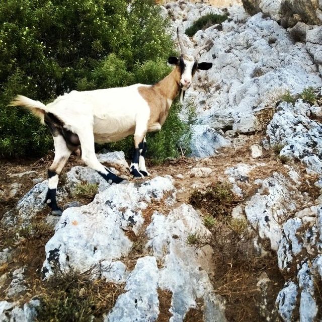 MONKEY ON ROCKS