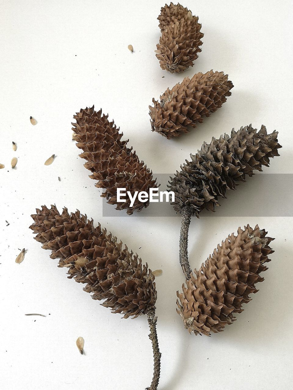 High angle view of pine cones on white background 