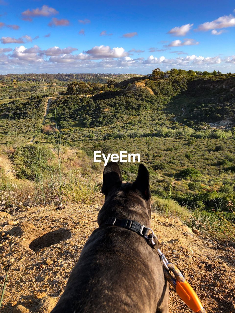 French bulldog on a nature hike at manchester preserve in encinitas, san diego, california