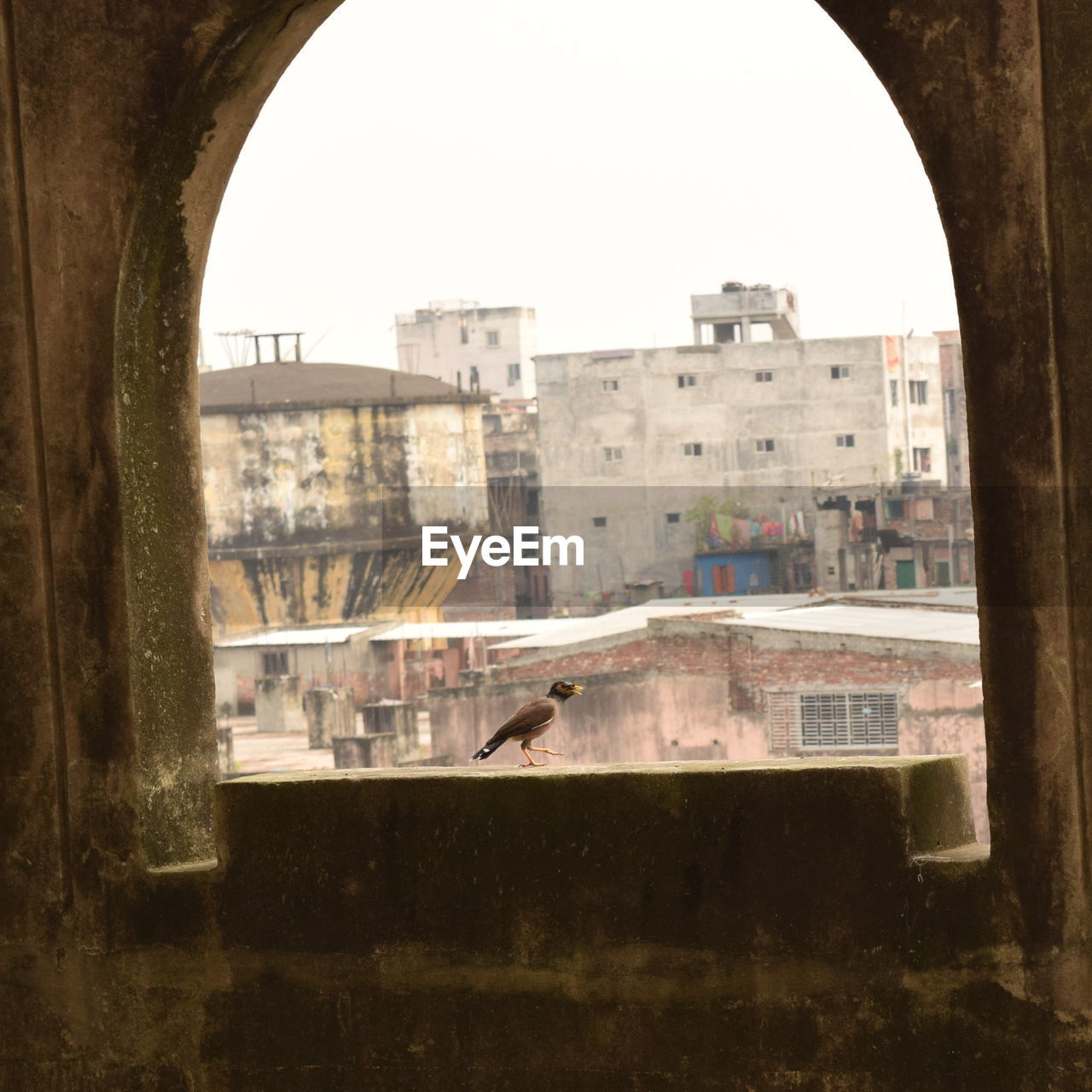 Bird perching on window sill against city