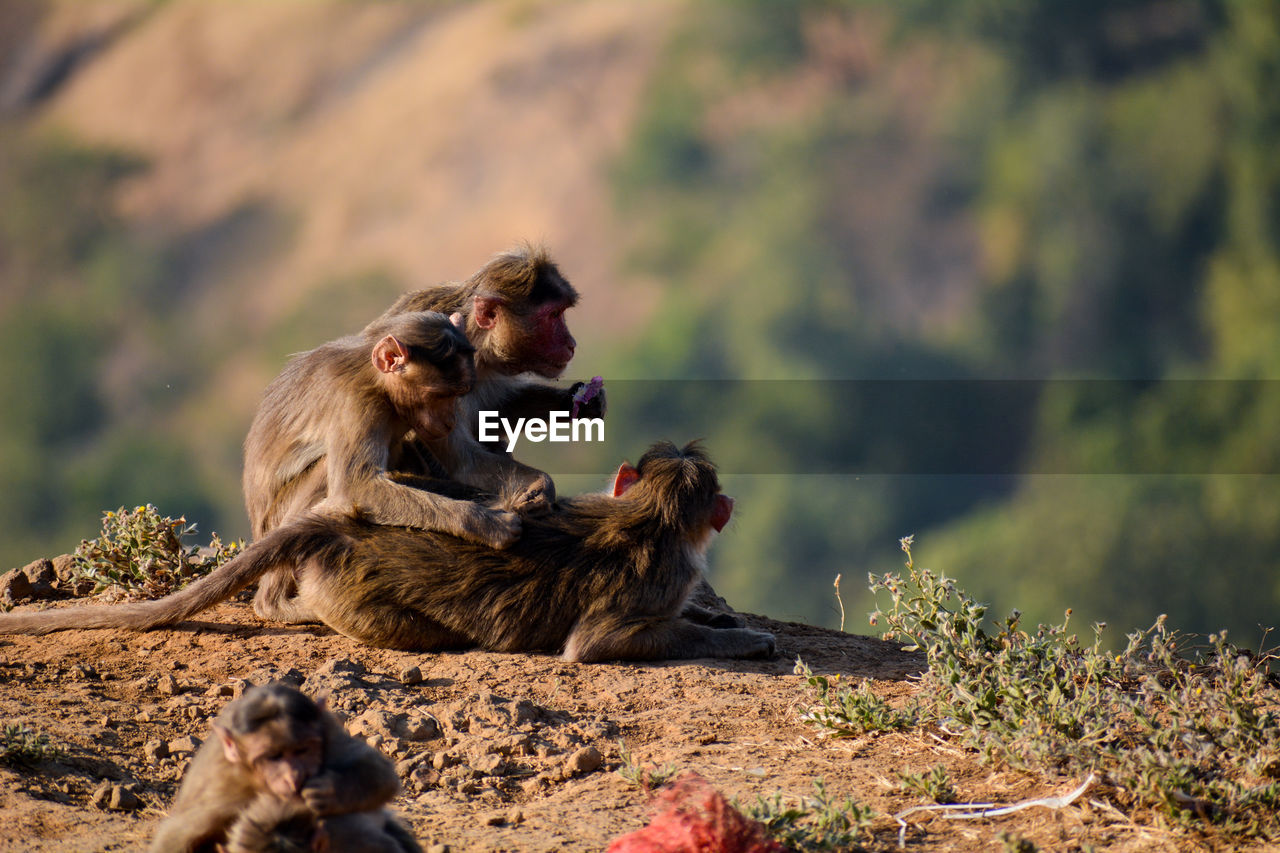 Monkeys relaxing on land