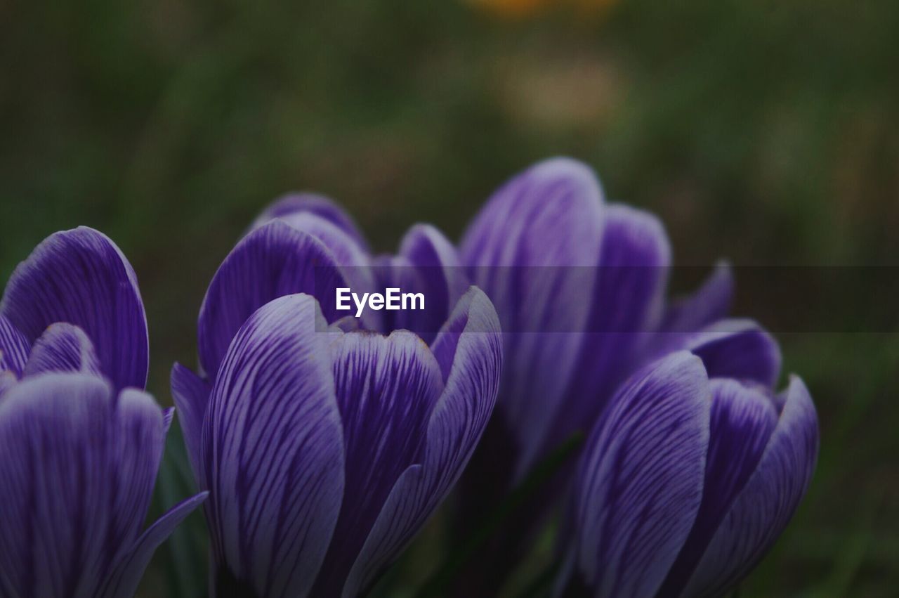 Close-up of purple flowers blooming outdoors