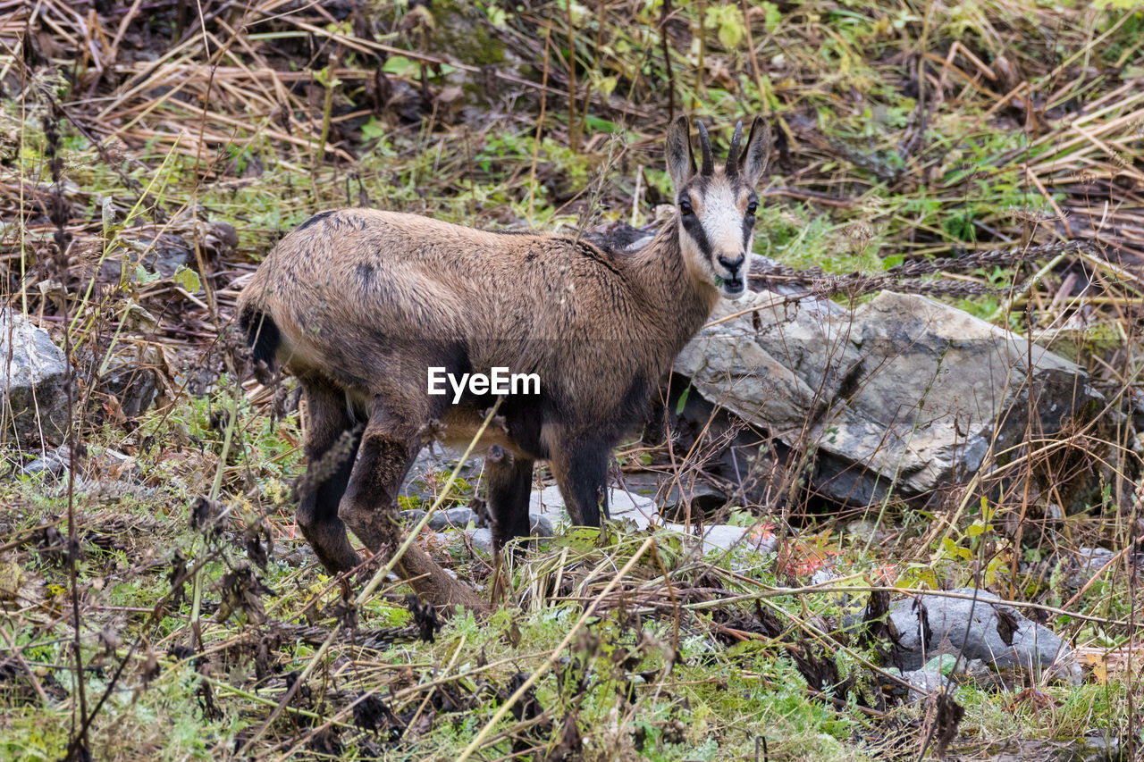 Deer standing on field