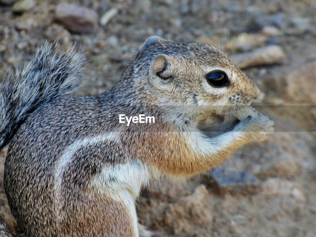 Close up of a squirrel