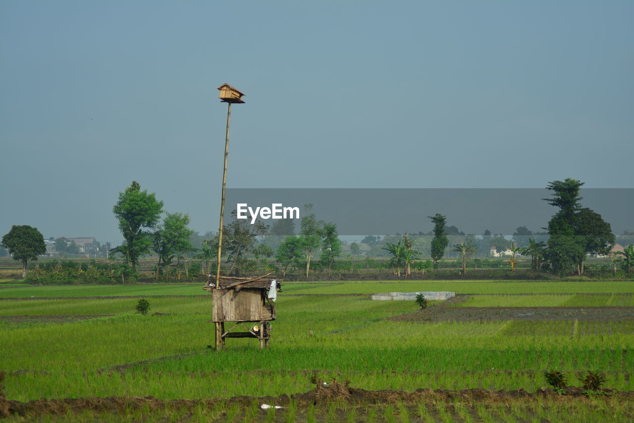 House of owl in the rice field