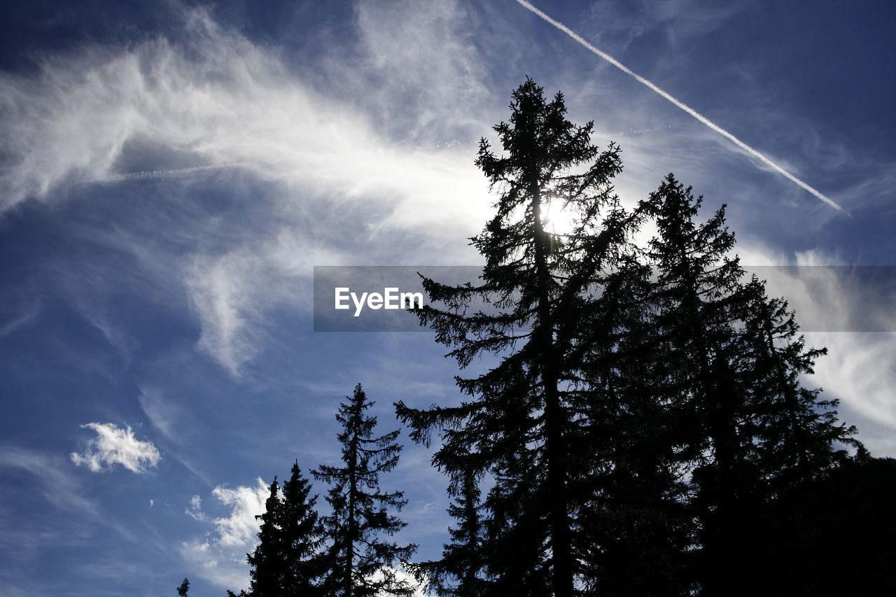 Low angle view of silhouette trees against sky