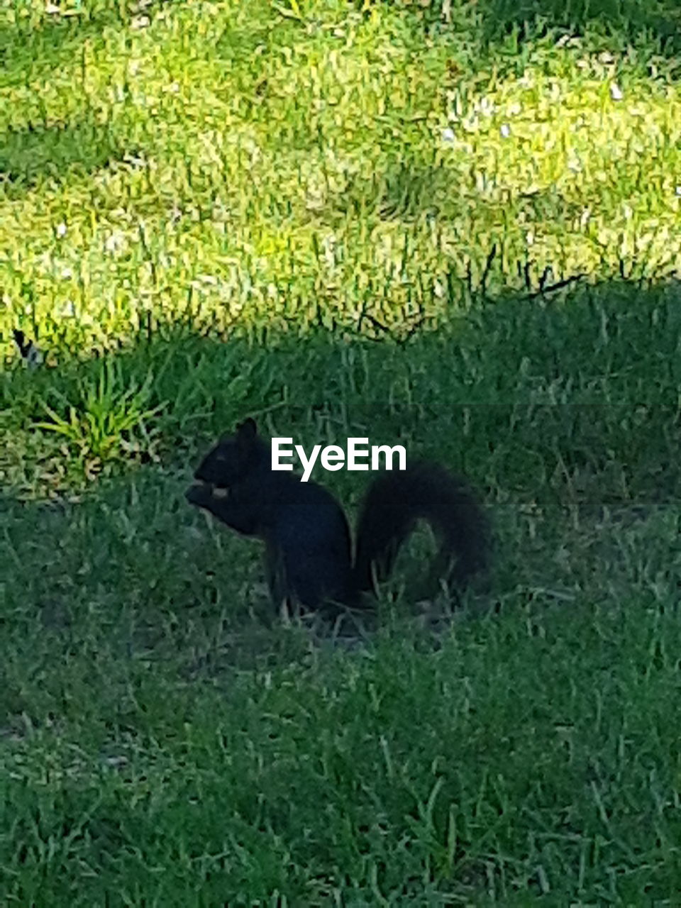BLACK CAT ON GRASS