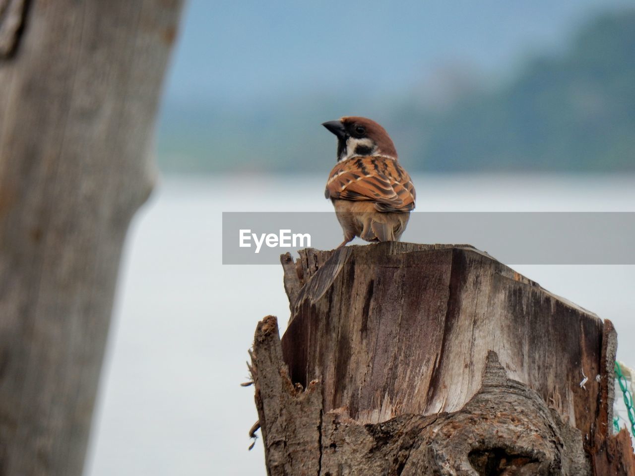 Close-up of sparrow perching on wood against sky