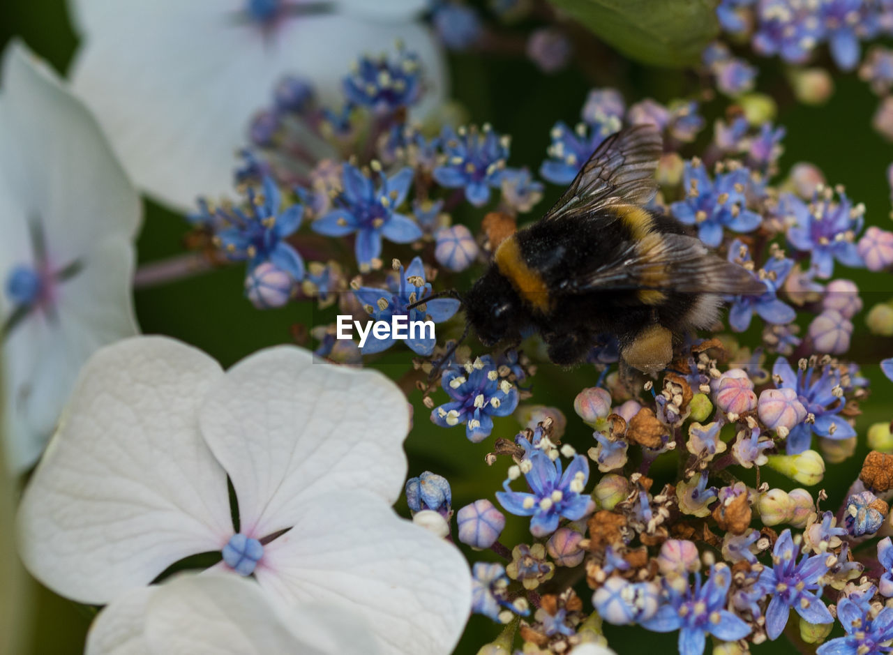 CLOSE-UP OF HONEY BEE POLLINATING ON FLOWER