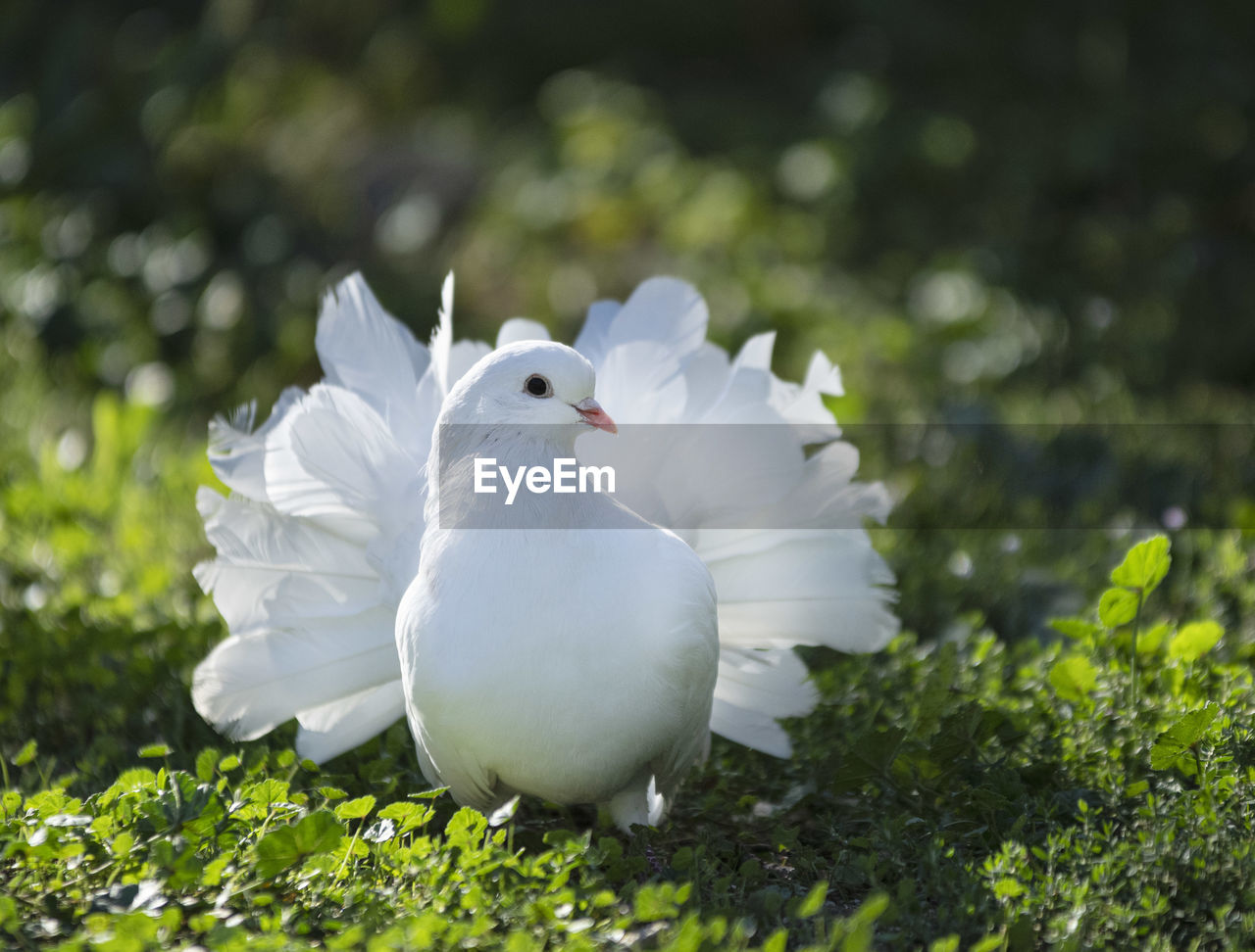 VIEW OF A BIRD ON A FIELD