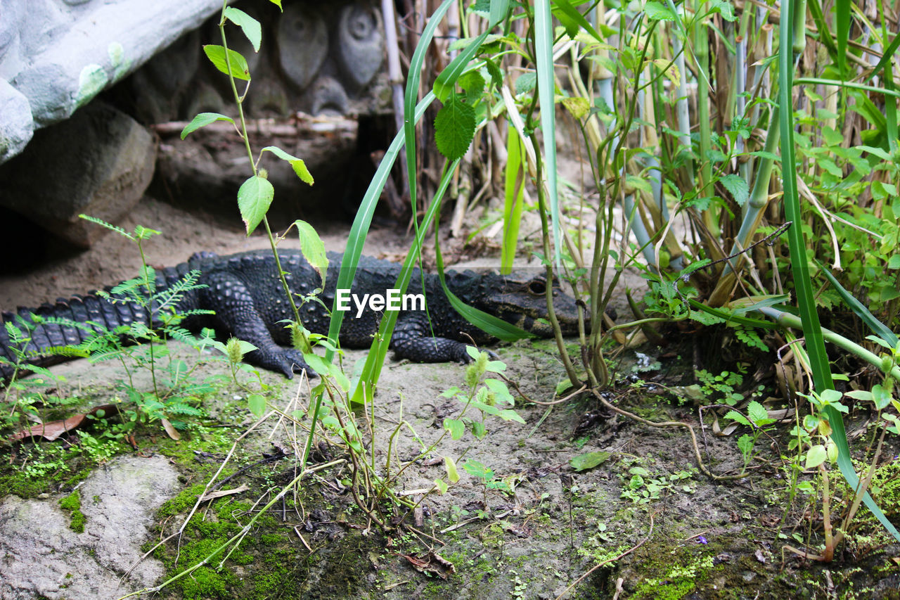 LIZARD ON A FIELD