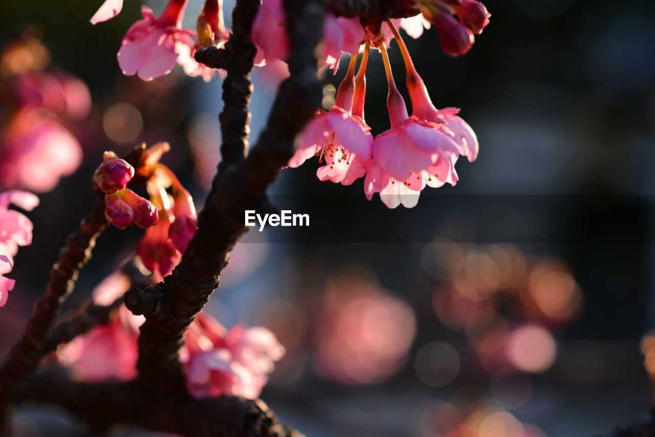 Close-up of plum blossoms growing on tree
