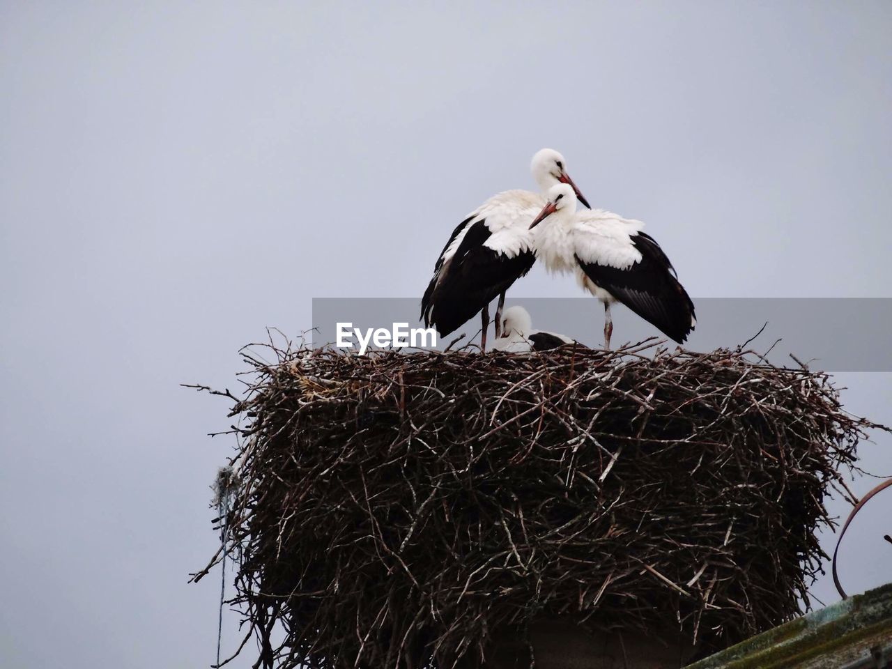 Birds perching on nest against sky