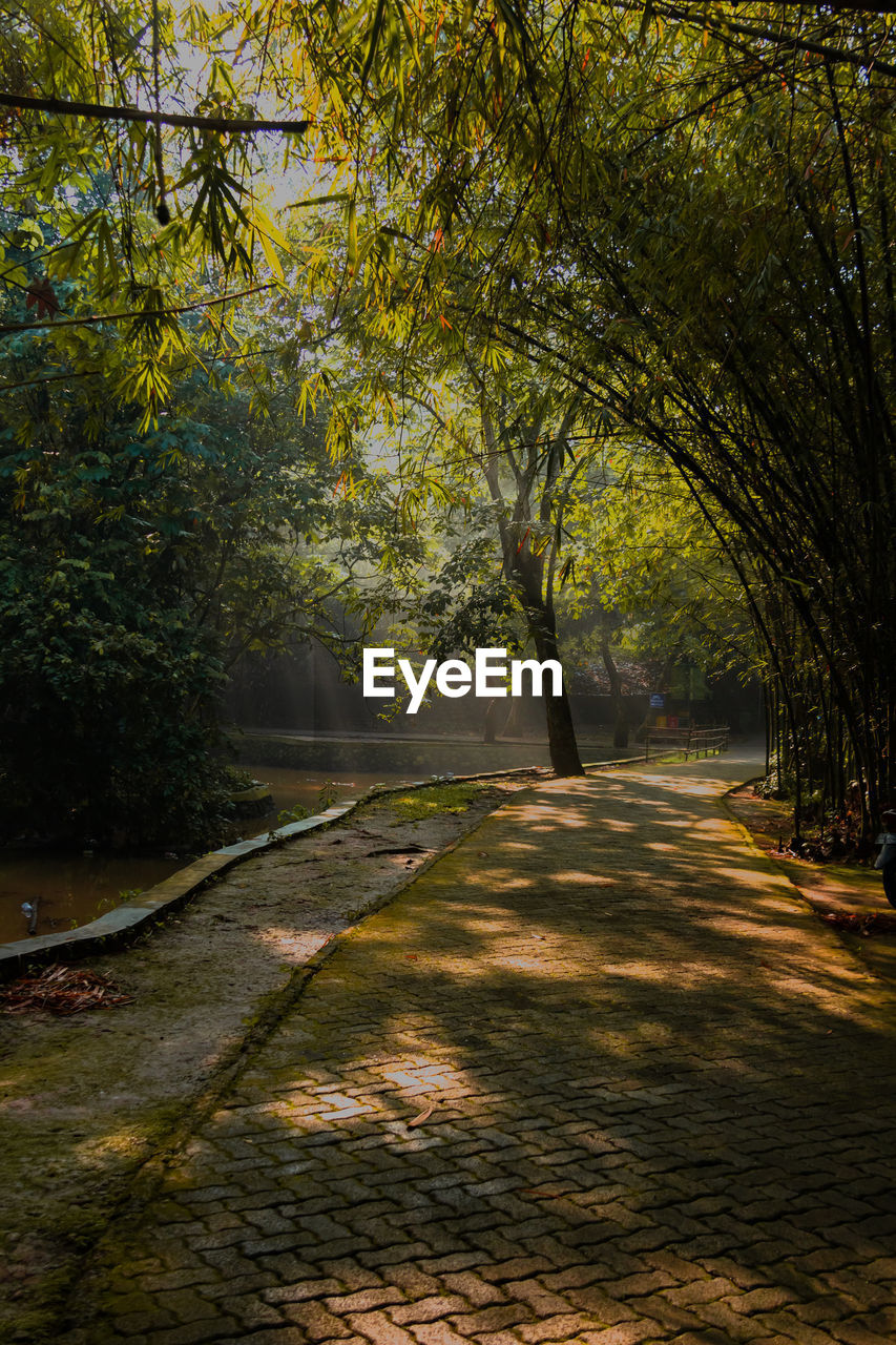 FOOTPATH AMIDST TREES AT PARK