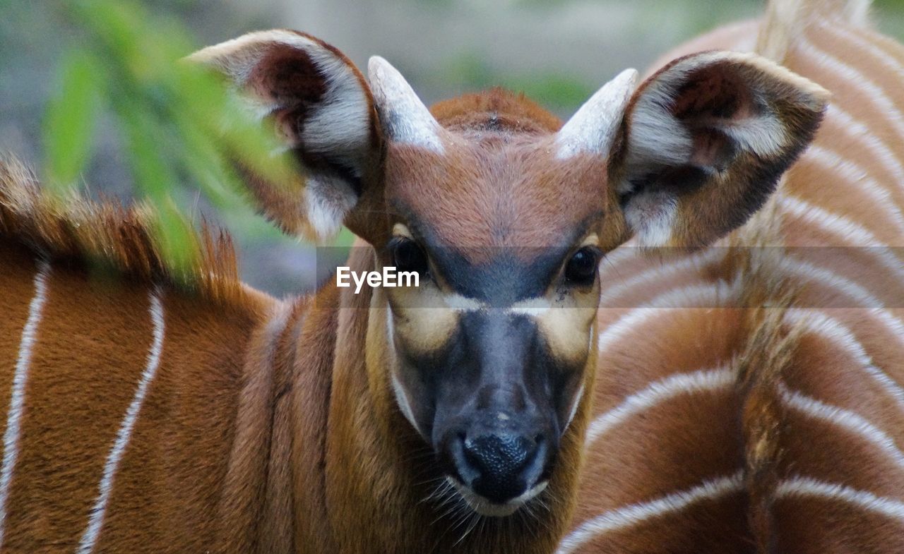 Close-up portrait of young bongo