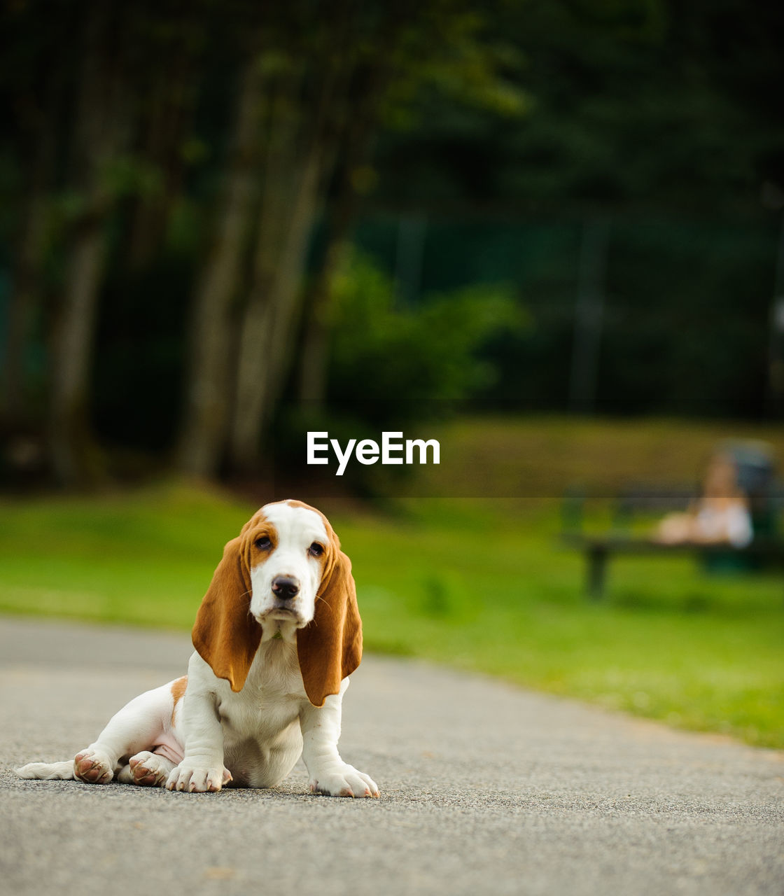 Portrait of basset hound dog sitting on footpath in park