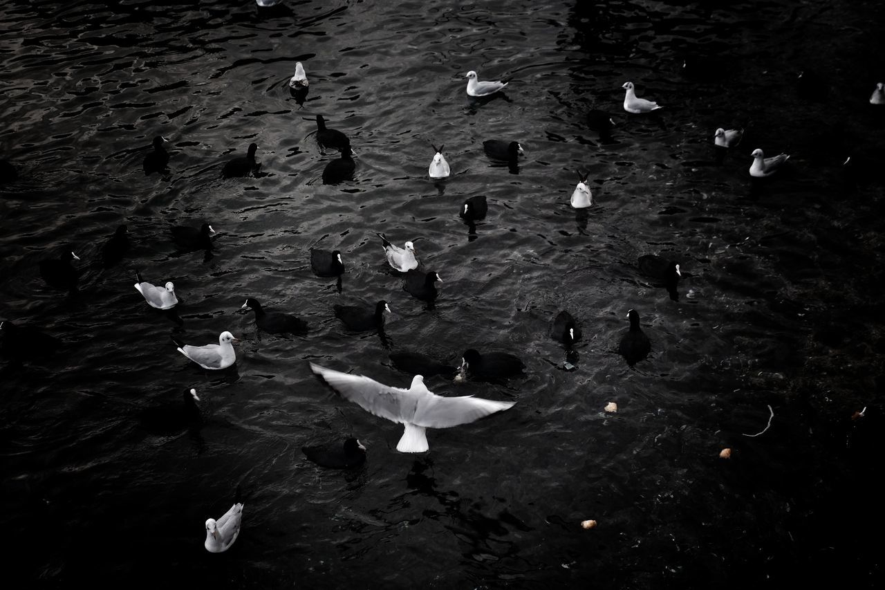 HIGH ANGLE VIEW OF SWANS FLOATING IN LAKE