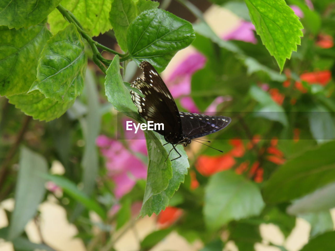 CLOSE-UP OF BUTTERFLY POLLINATING ON LEAF