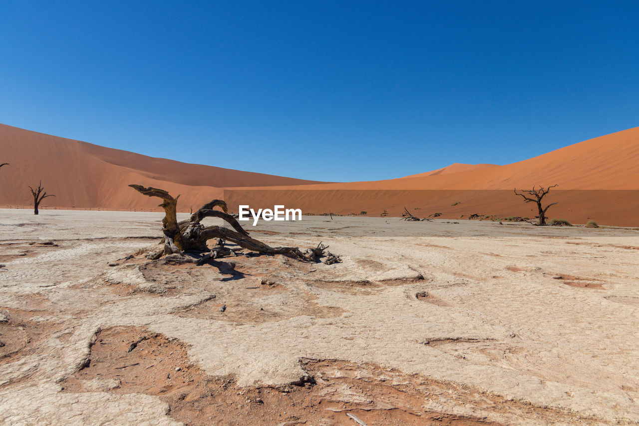 Deadvlei shoot