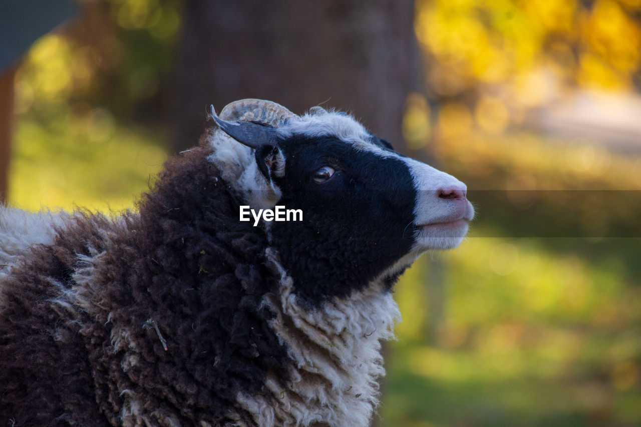 animal themes, animal, mammal, one animal, sheep, domestic animals, pet, livestock, close-up, nature, focus on foreground, no people, animal body part, portrait, outdoors, agriculture, black, animal head, day, animal hair, looking, cute, wool