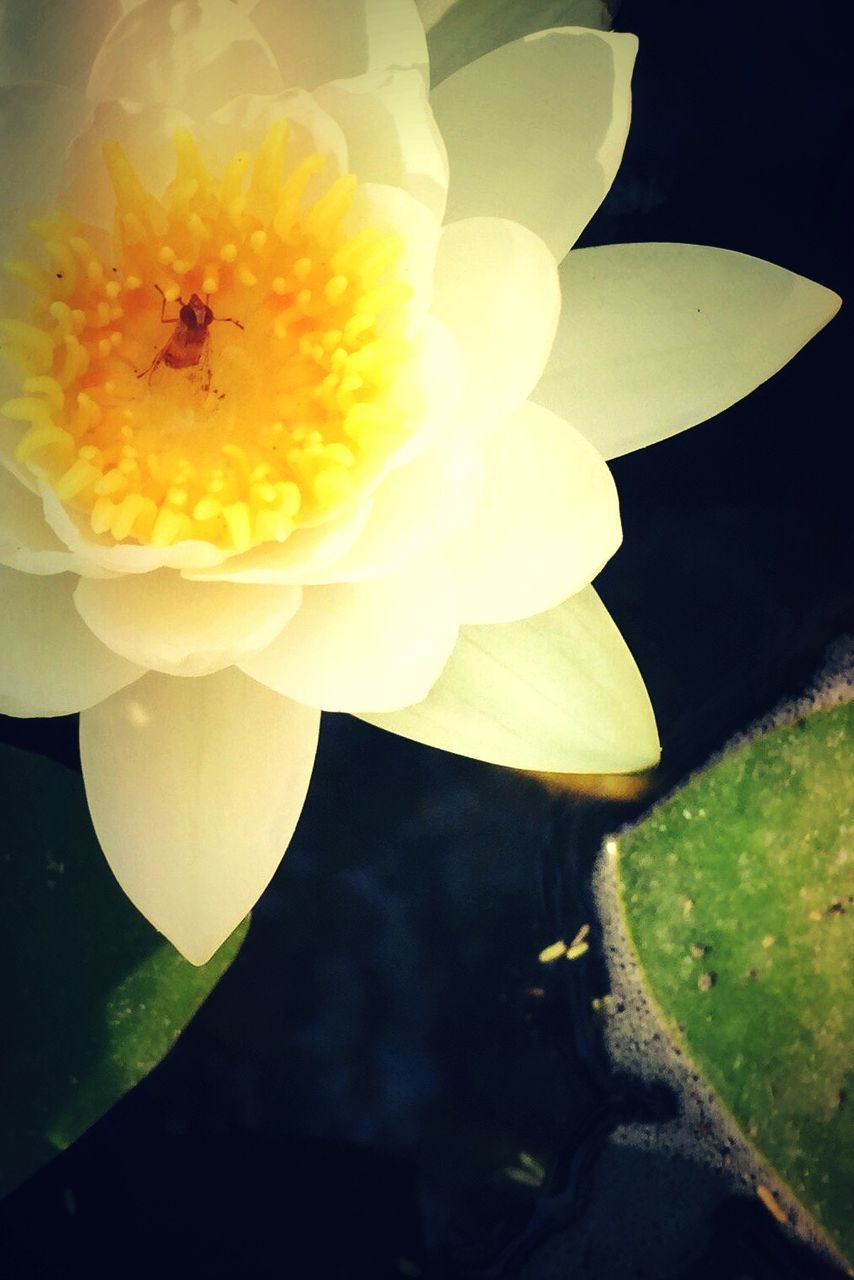 CLOSE-UP OF YELLOW FLOWERS BLOOMING