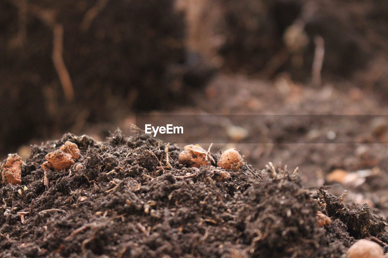 CLOSE-UP OF ANT ON NEST