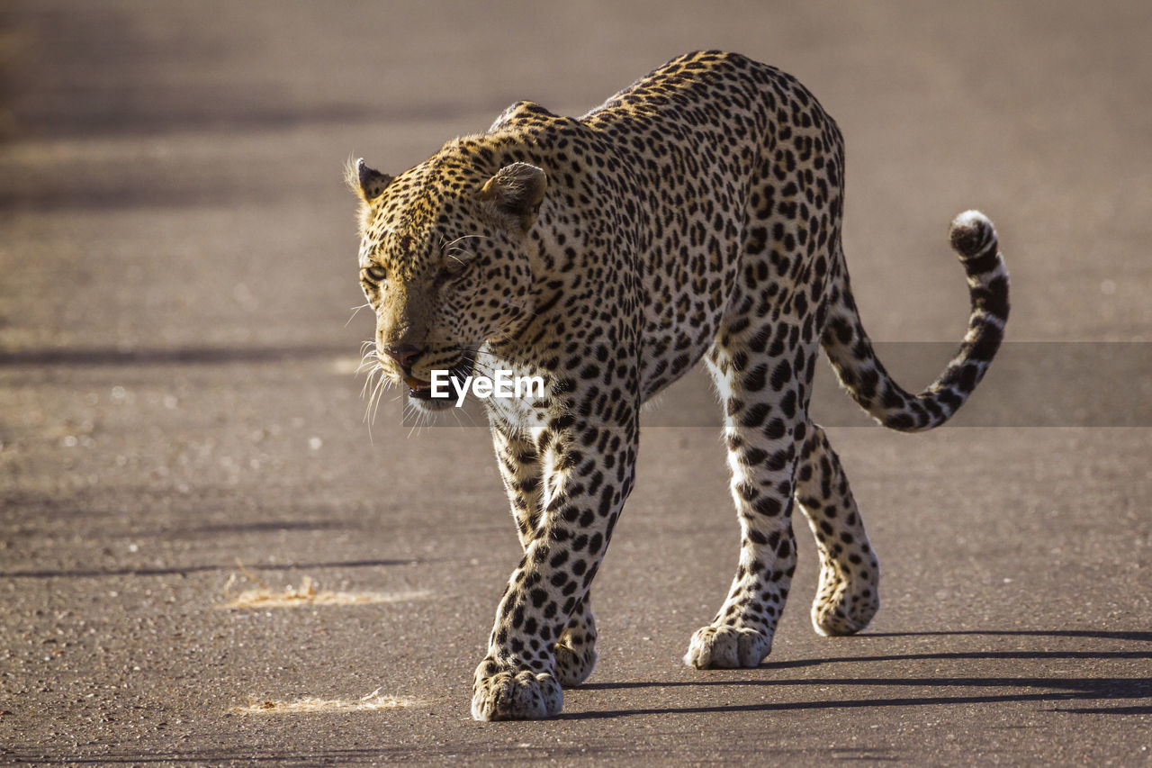 Full length of leopard walking on road