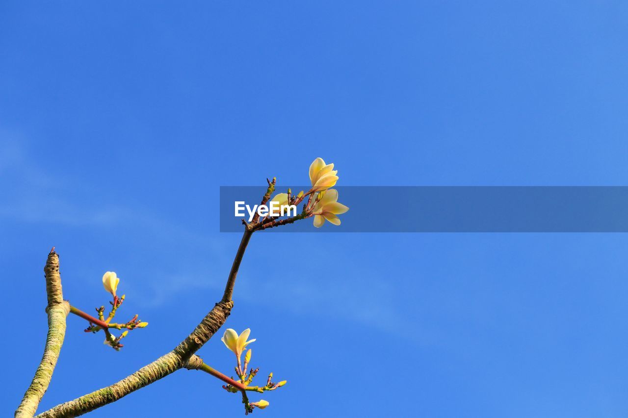 Low angle view of flowering plant against blue sky