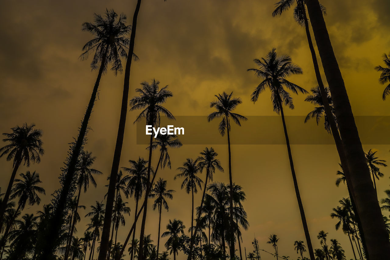 LOW ANGLE VIEW OF PALM TREES AGAINST SKY AT SUNSET