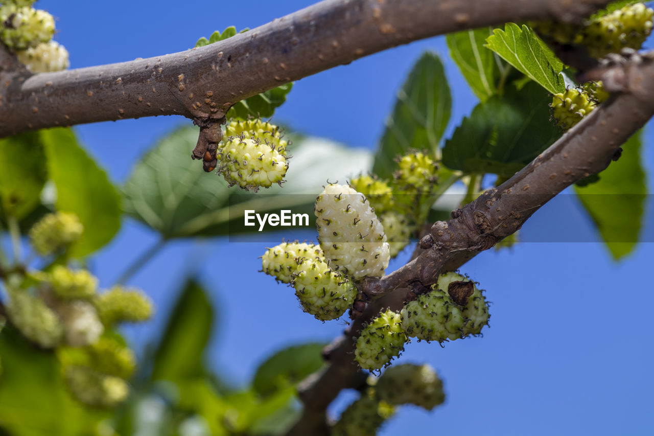 LOW ANGLE VIEW OF FLOWERING PLANTS ON TREE