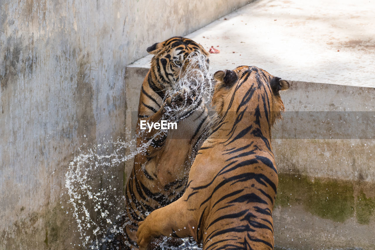 VIEW OF A DRINKING WATER FROM A ZOO