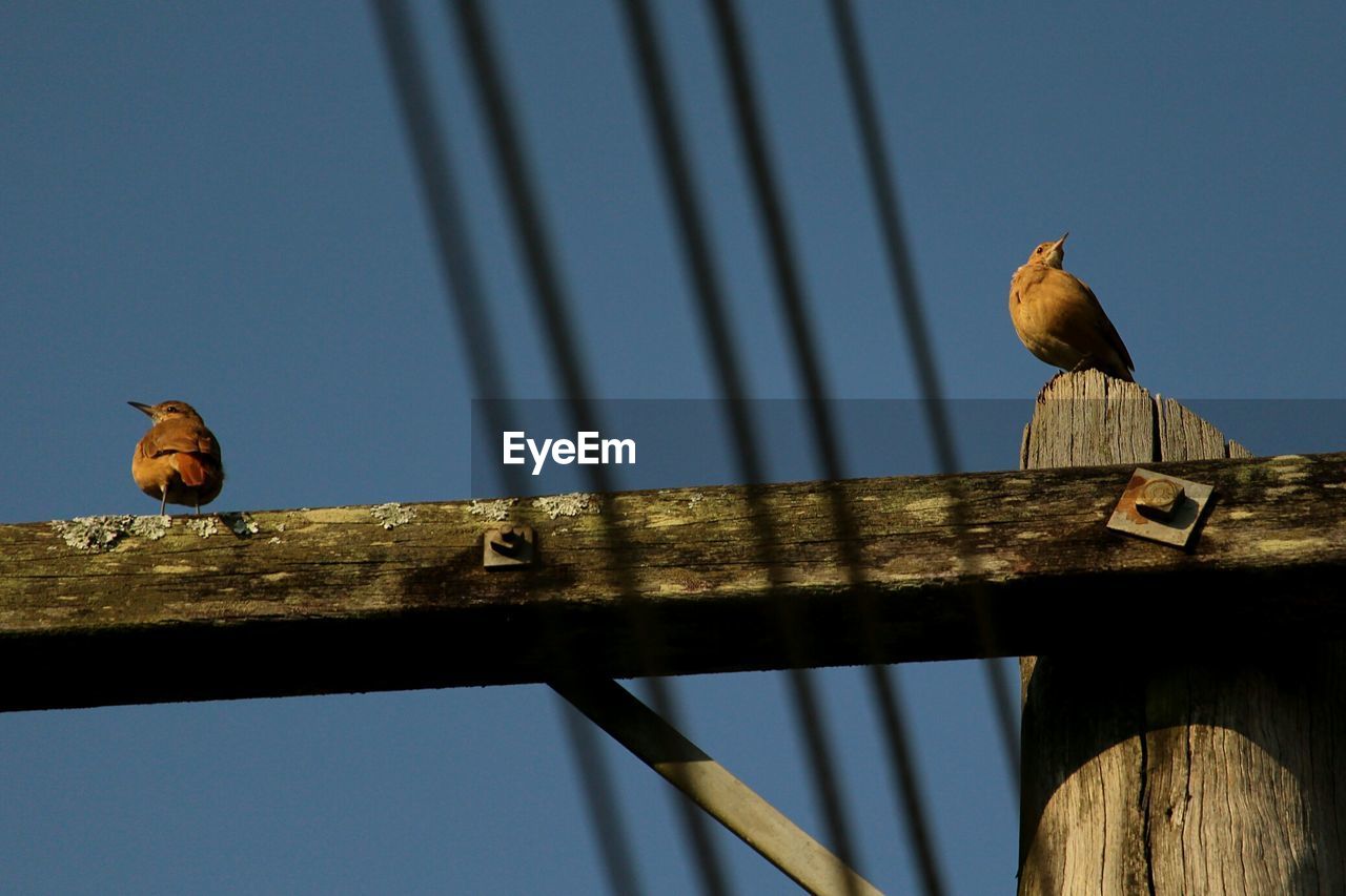 Low angle view of bird perching on wood against sky