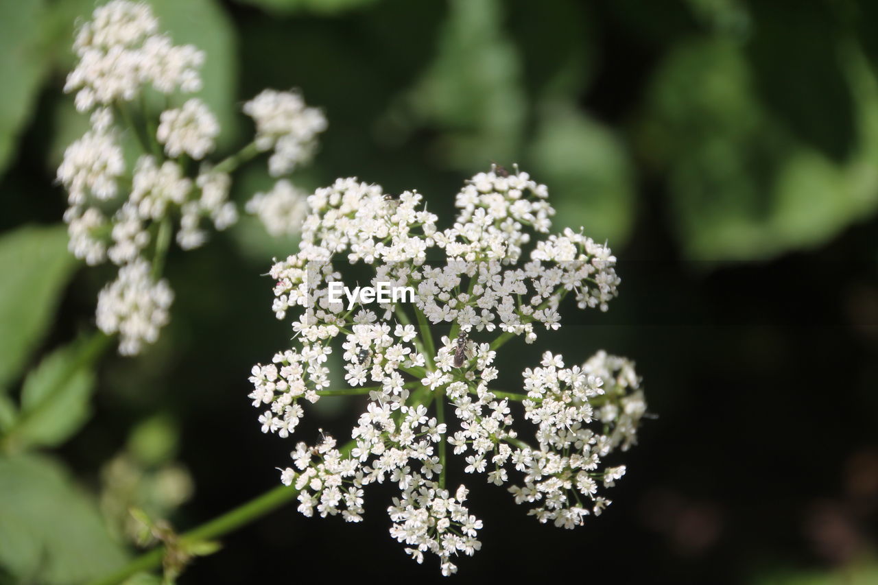 White blossom 